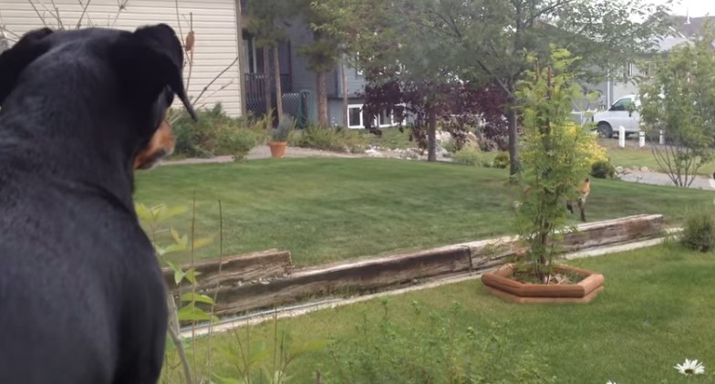 Dog Starts Barking Angrily At Front Garden, Then the Fox Comes in |