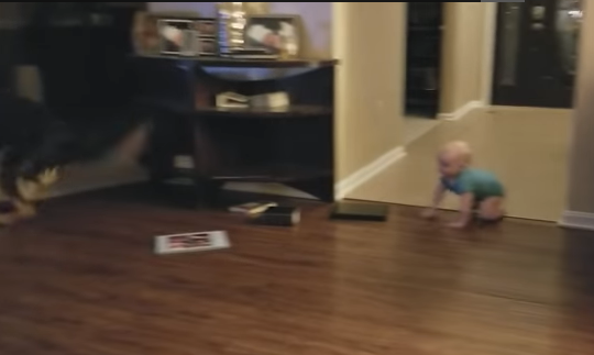 German Shepherd and Baby Playing Chase is As Cute As You Think [Video] |