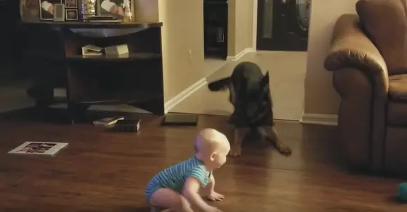 German Shepherd and Baby Playing Chase is As Cute As You Think [Video] |