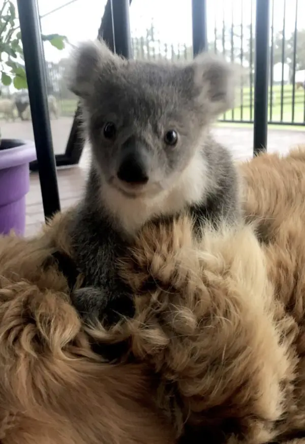 Golden Retriever Rescues  Baby Koala in Australia in the Night |