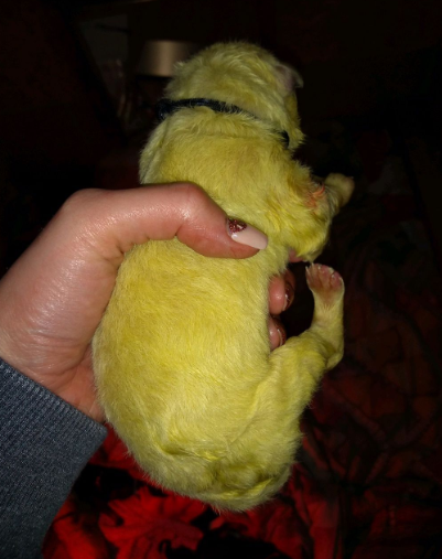 White German Shepherd Gives Birth to a Green Puppy! |