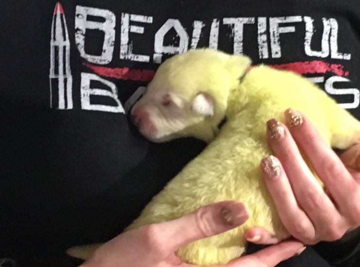White German Shepherd Gives Birth to a Green Puppy! |