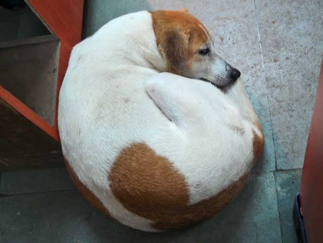 The doughnut sleeping pose; aka, curled up pose