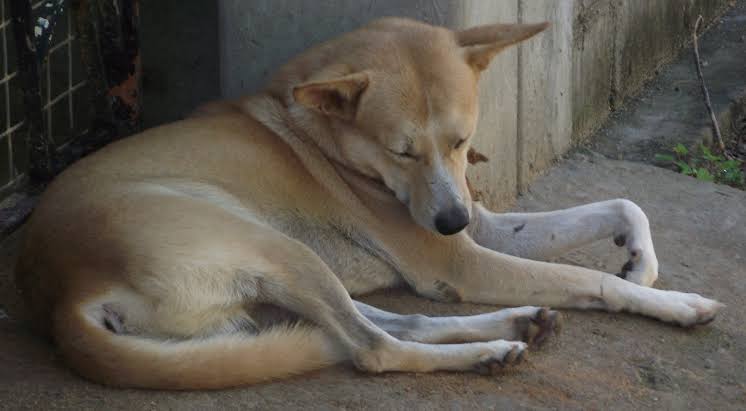 What Do Dog Sleeping Positions Mean- A dog sleeping in the side sleeping pose