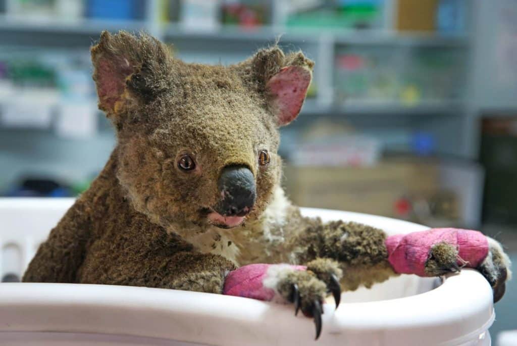 These 25 Photos Show How The Wildlife is Recovering in Australia - And They're Beautiful |
