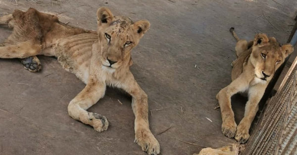Images of Emaciated Lions In Sudan Zoo Spark Global Outrage |
