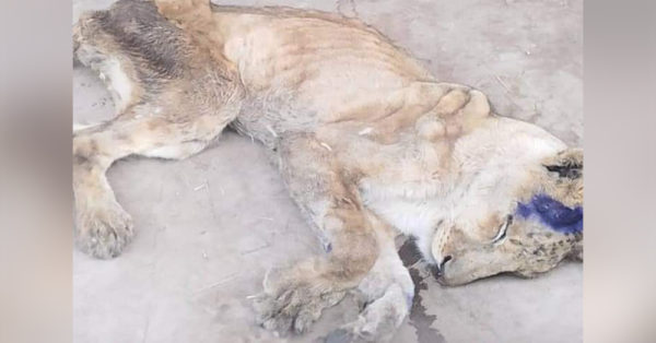 Images of Emaciated Lions In Sudan Zoo Spark Global Outrage |