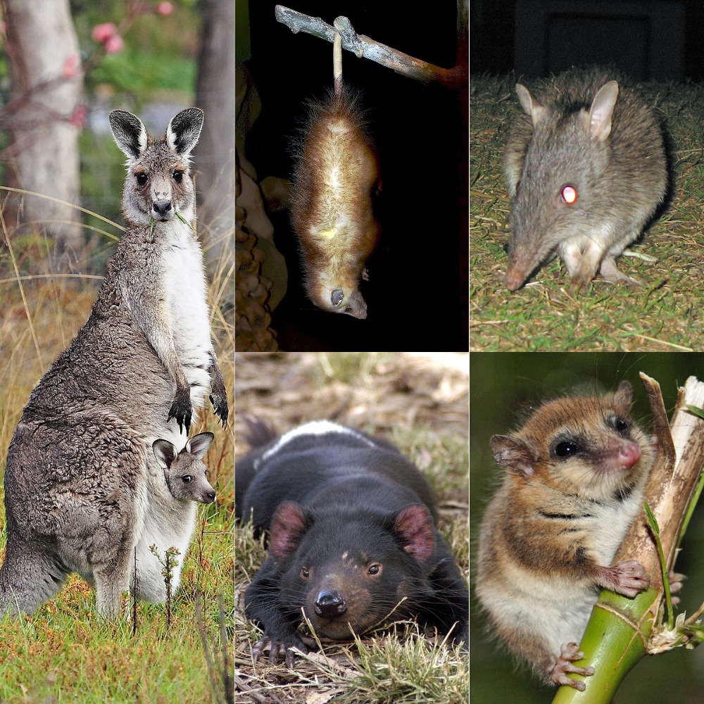 Australia's Fires May Have Wiped Out Entire Species Already! |