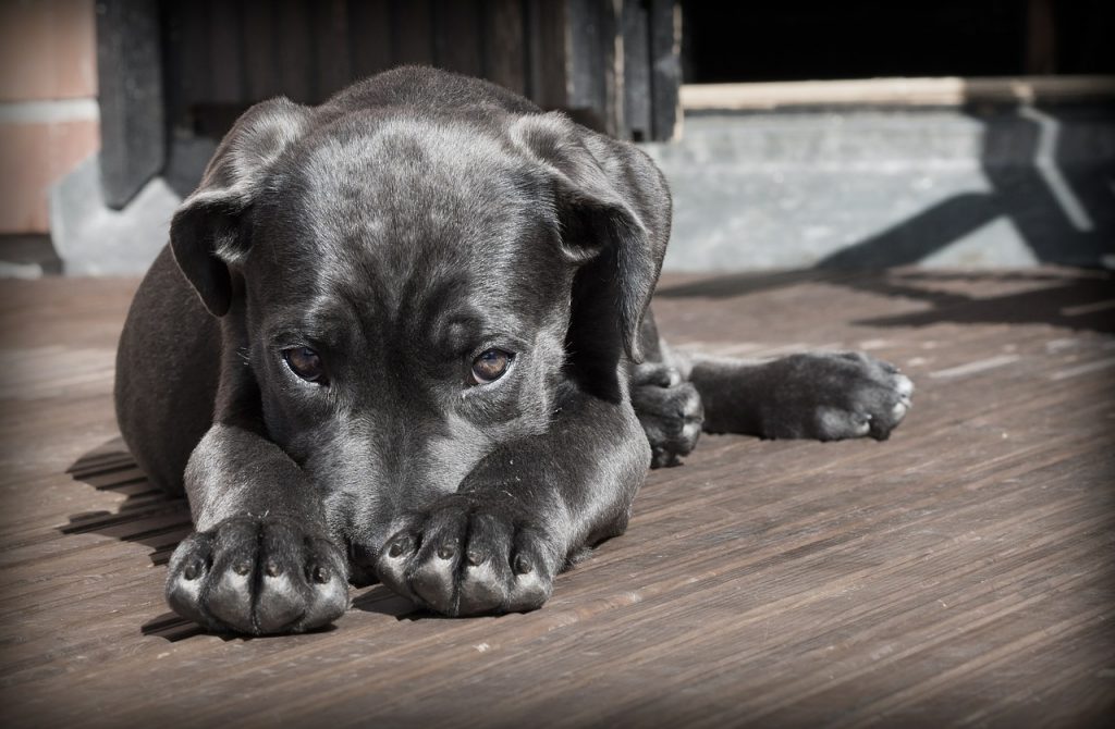 Can Dogs Have PTSD?