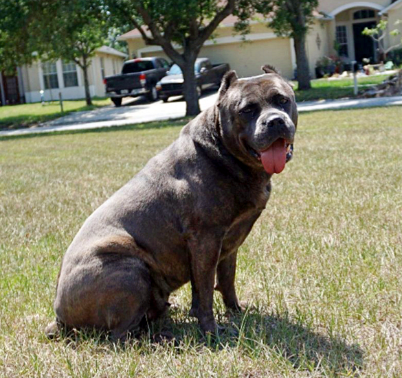NFL Team Investigating Why Their Player Abandoned His Dog on Roadside |