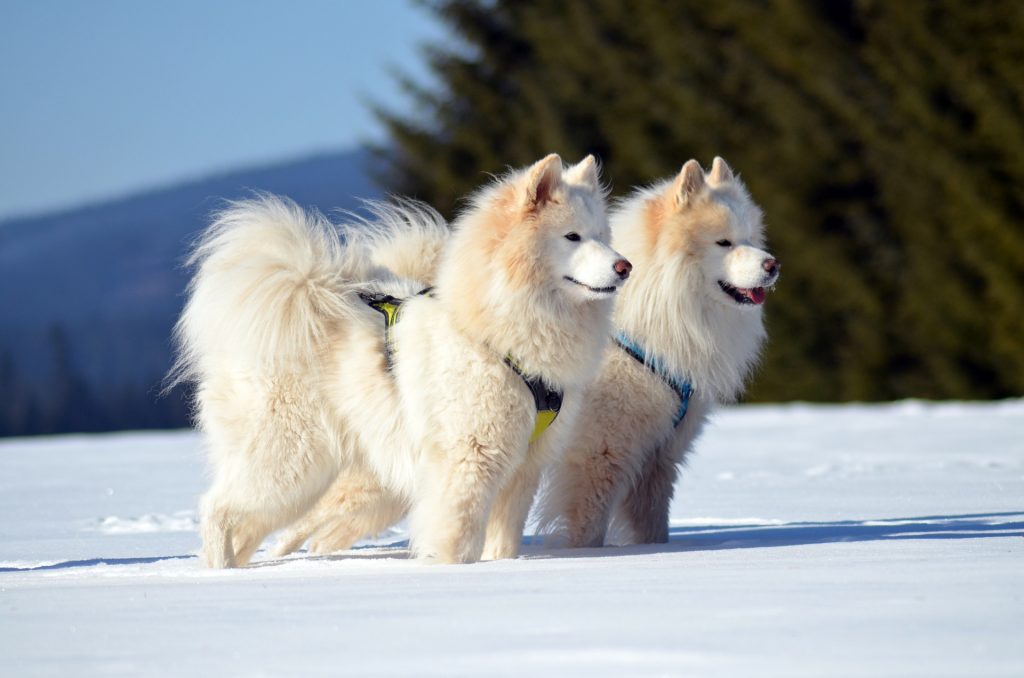 15+ Cold Weather Dog Breeds Who Can Tolerate Freezing Temperatures |