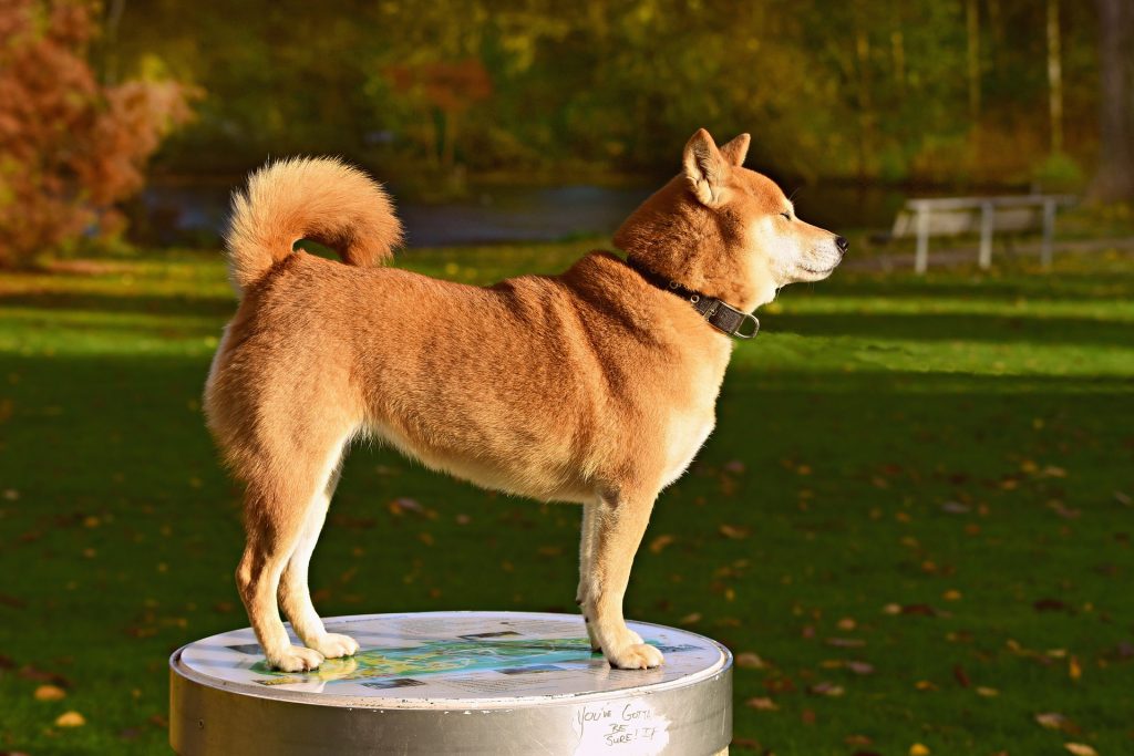 15+ Cold Weather Dog Breeds Who Can Tolerate Freezing Temperatures |