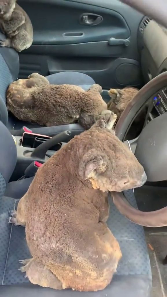 Aussie Teens Are Driving Around Rescuing Koalas from the Fires |