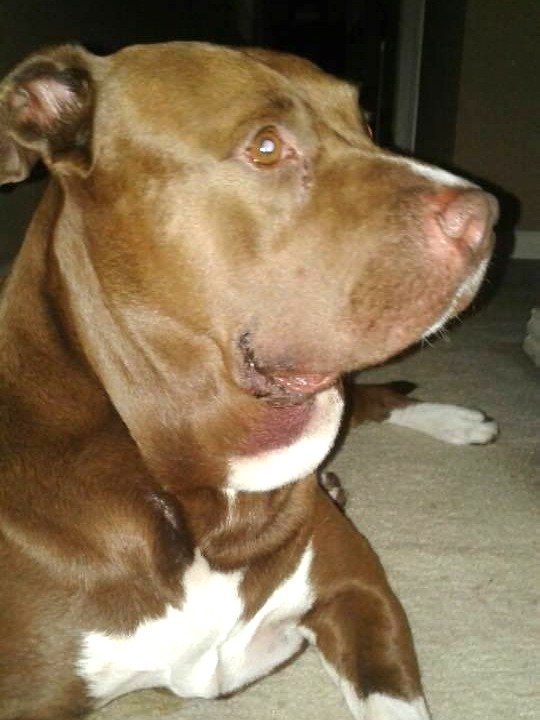 Hurley, the Heroic Pit Bull, Fought Off A Snake Who Was Attacking a Baby! |