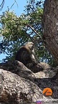 Watch: Male Baboon Steals a Cub and Recreates Famous Lion King Moment |