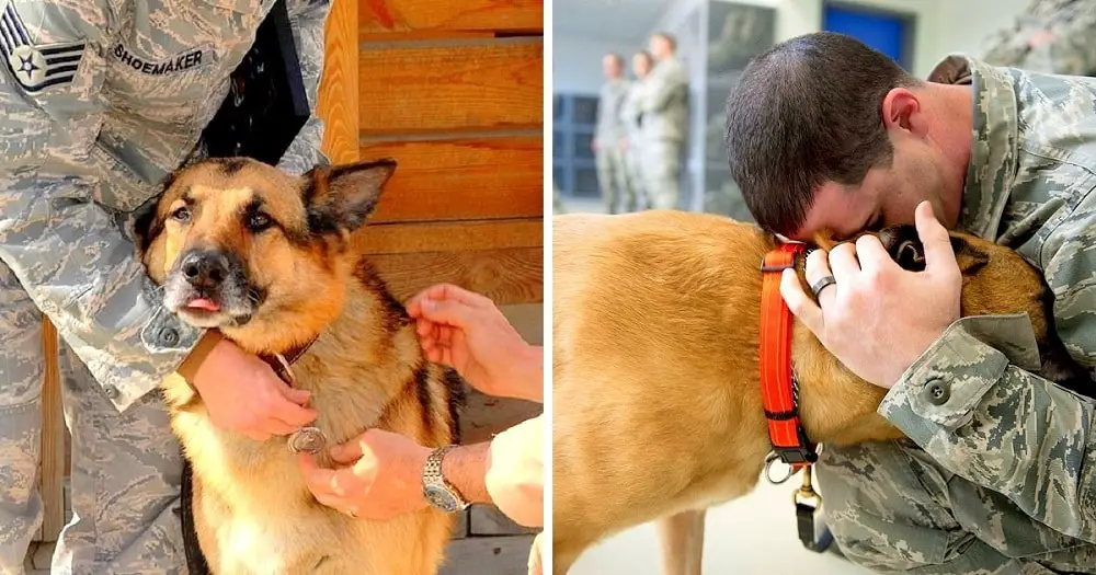 The Air Force is Pleading with People to Adopt Some of their Retired Military Dogs |