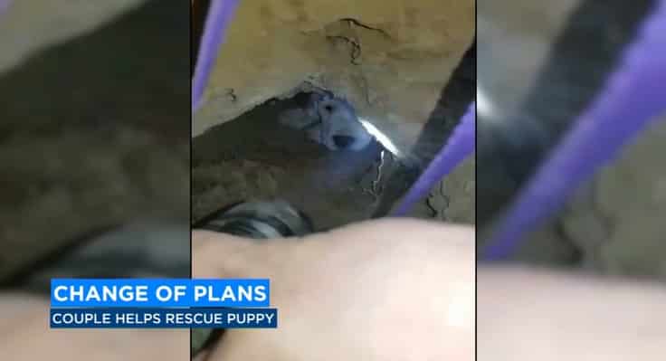 This Couple Were Heading for Their Valentine's Dinner When They Saw This Puppy, So They Dropped Everything To Rescue Her |