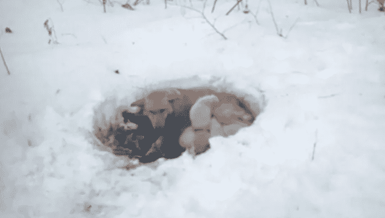 Mama Dog Has Litter of Puppies in Snowdrift Has Miraculously Kept Them Alive - Rescuers Had No Idea How She Did it! |