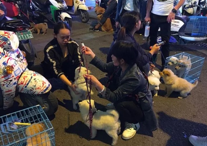 Chinese Authorities Threatens To Kill Dogs and Cats if Owners Don't