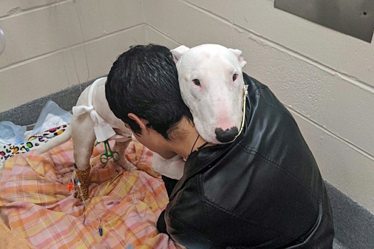 Brave Bull Terrier Puts Life on Line To Protect Family From Armed Robbers and Gets Shot In Heart for It |