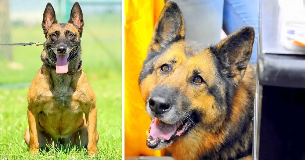The Air Force is Pleading with People to Adopt Some of their Retired Military Dogs |