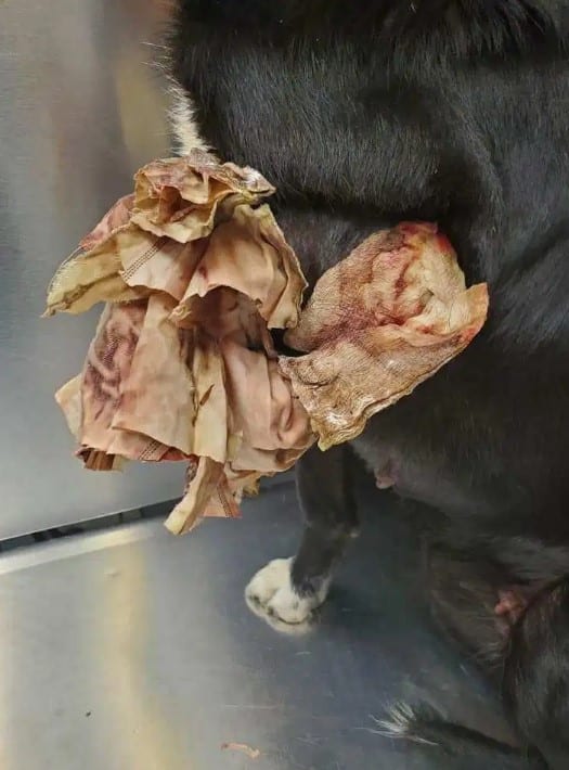 Dog Forced To Chew Off Her Own Leg Because Of Owner's Actions, Authorities Refuse To Press Charges |