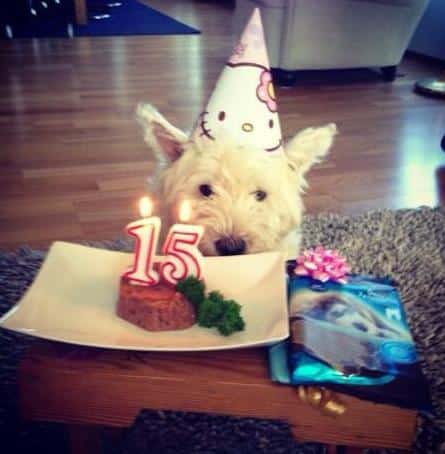 20 Unbelievably Sweet Photos of Senior Dogs Celebrating Their Birthdays |