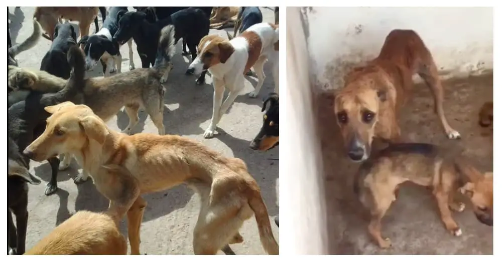 A Moroccan City is Solving The Stray Dogs Problem By Starving Them to Death and Forcing Them to Eat Each Other |