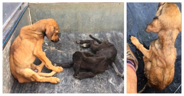 A Moroccan City is Solving The Stray Dogs Problem By Starving Them to Death and Forcing Them to Eat Each Other |