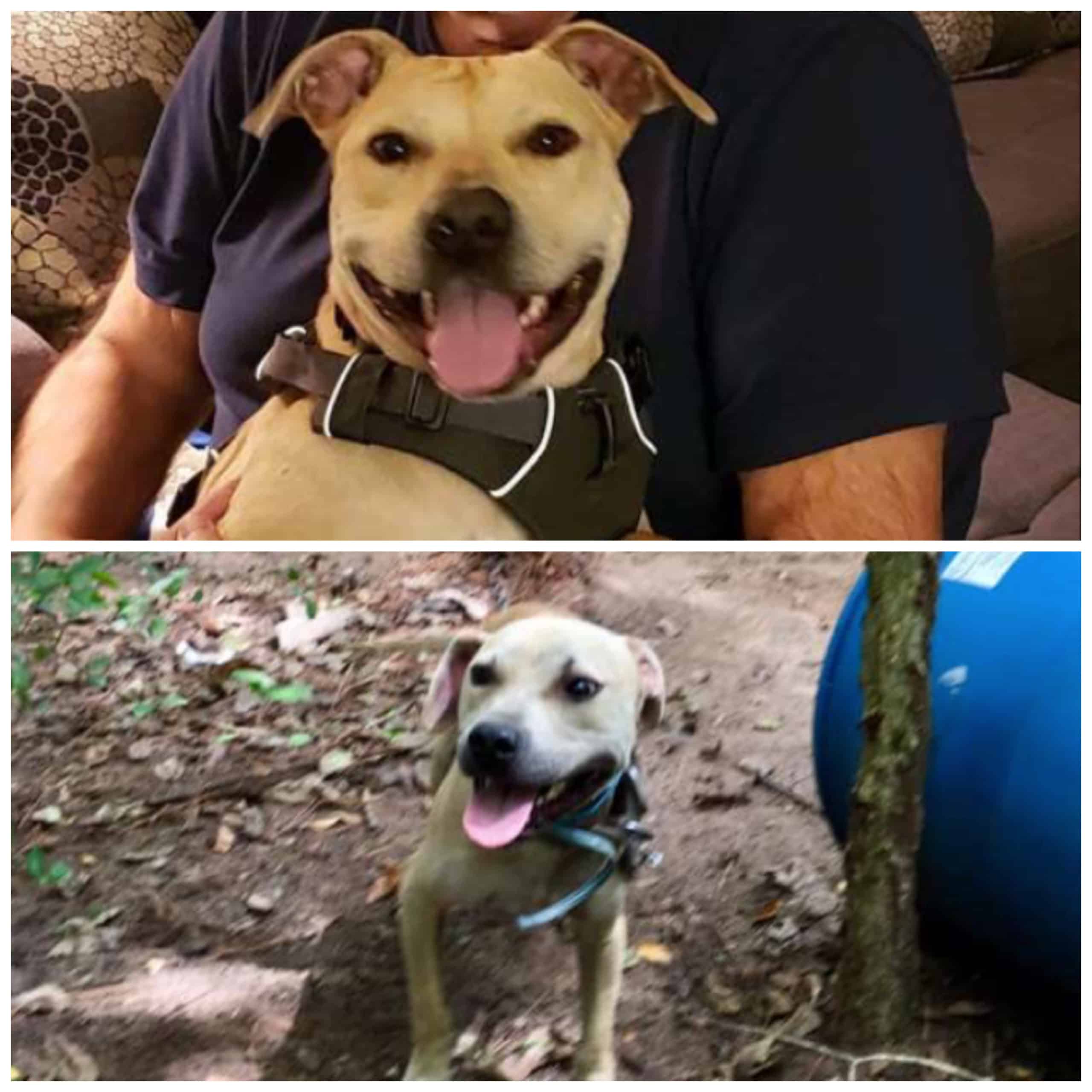 After Being Found Deserted and Chained Up To a Tree In a Wooded Area, Look At Her Now! |