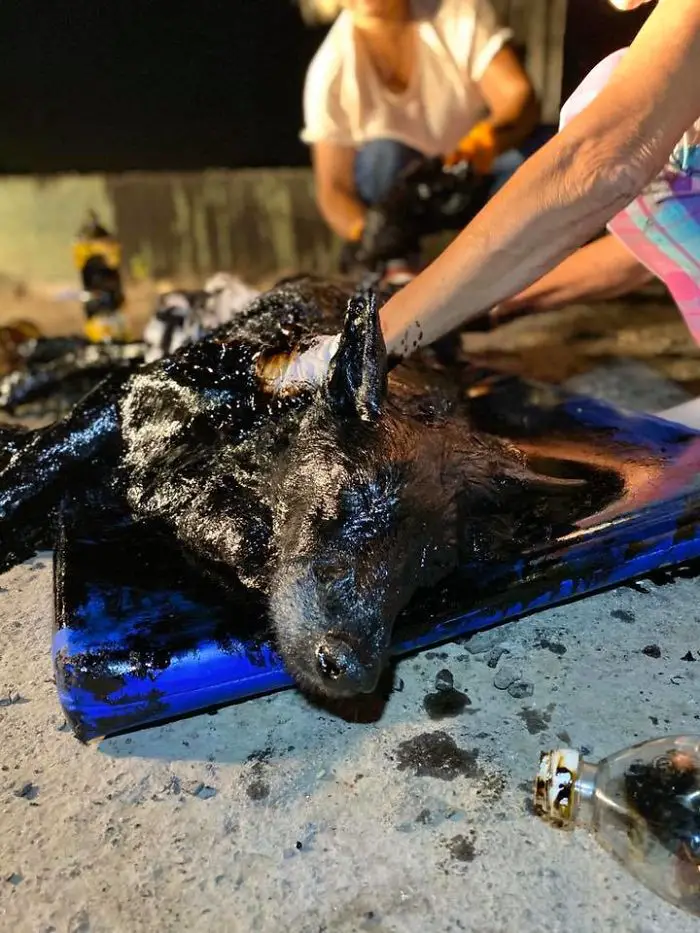 People Rush to Save A Dog Who Was Covered in Tar, The Poor Dog Couldn't Move! |