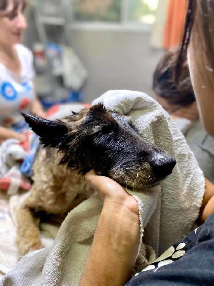 People Rush to Save A Dog Who Was Covered in Tar, The Poor Dog Couldn't Move! |