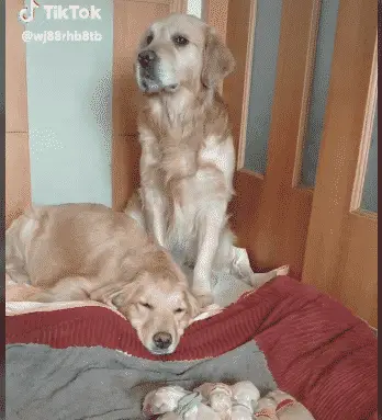 Tik Tok Video of Golden Retriever and Her Puppies is "Too Darn Cute for Mere Mortals Like Us" |