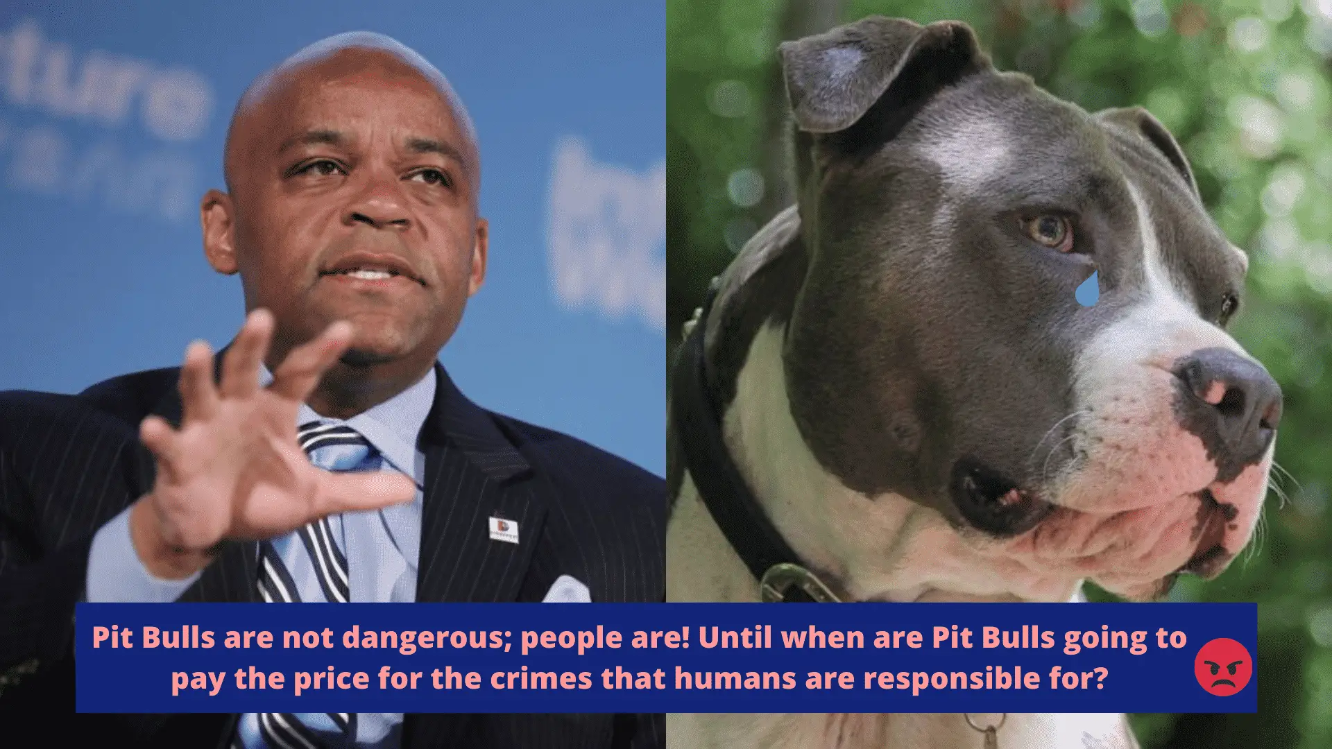 Denver Votes to Repeal the Unfair 30-year Ban on Pit Bulls, but Will They Win the Case? |