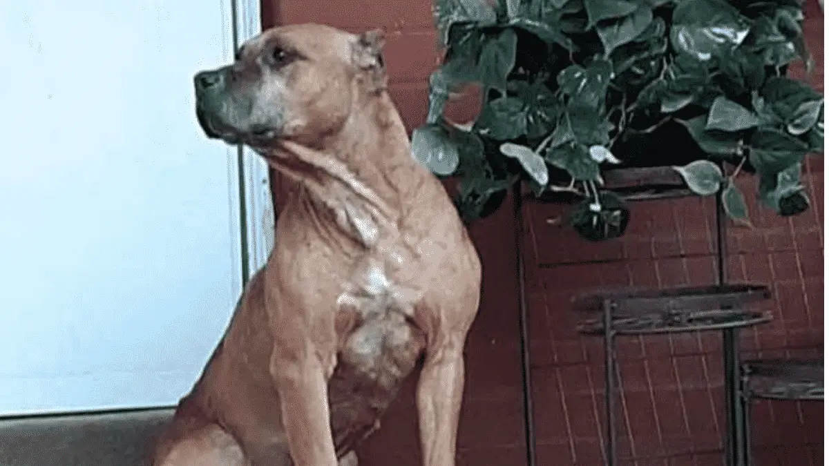Dog Waited and Sat on The Porch For Weeks After His Family Moved Out Leaving Him Behind |