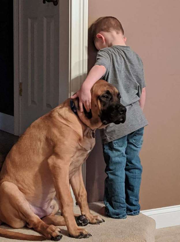 Dog Refuses to Leave His Best Friend When He Was in Trouble |