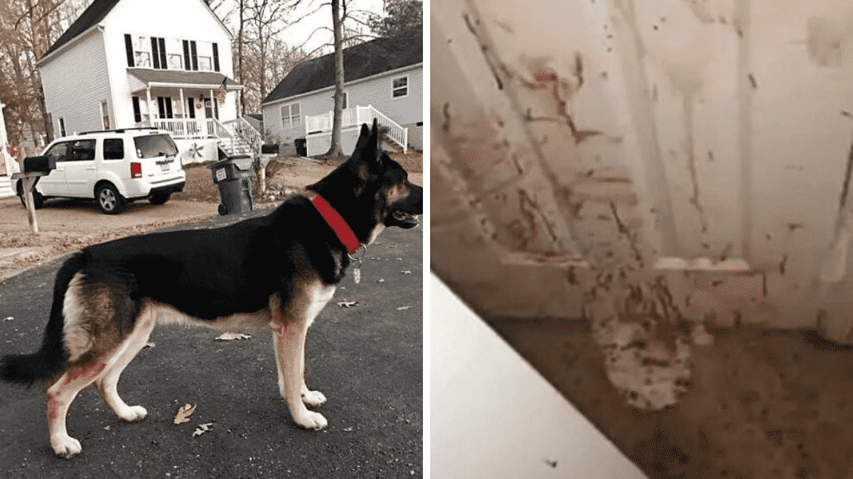 Family Can't Believe What Their German Shepherd Did To an Intruder That Attacked Their House |
