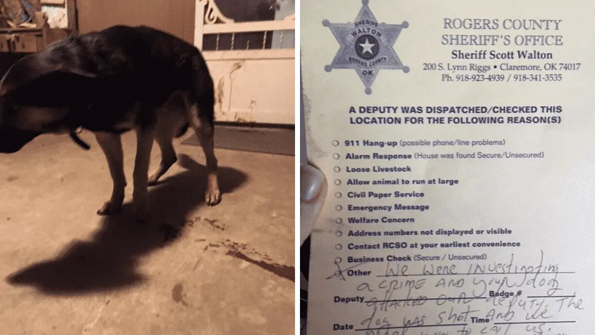 Family Comes Back To Find Their German Shepherd Bleeding With A Note From a Cop Explaining Why He Shot Him |