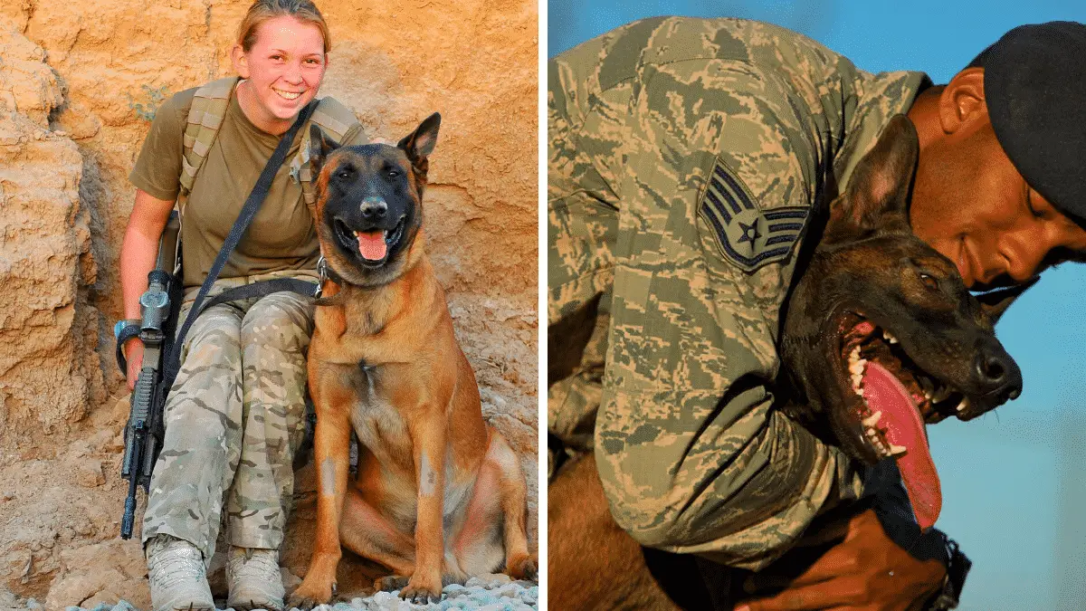 These are the 3 Steps to Adopt a Retired Military Dog |