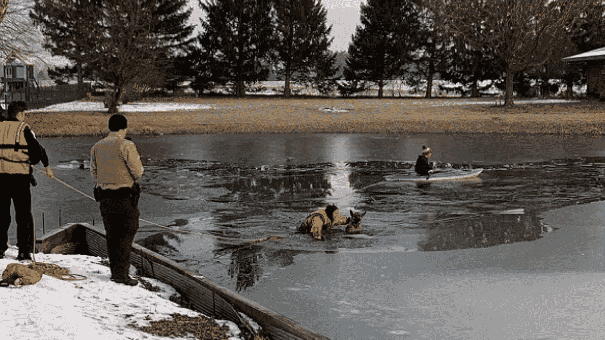 Rescuers Cooperate to Save A German Shepherd Who Fell into Icy Water in Plainfield Pond |