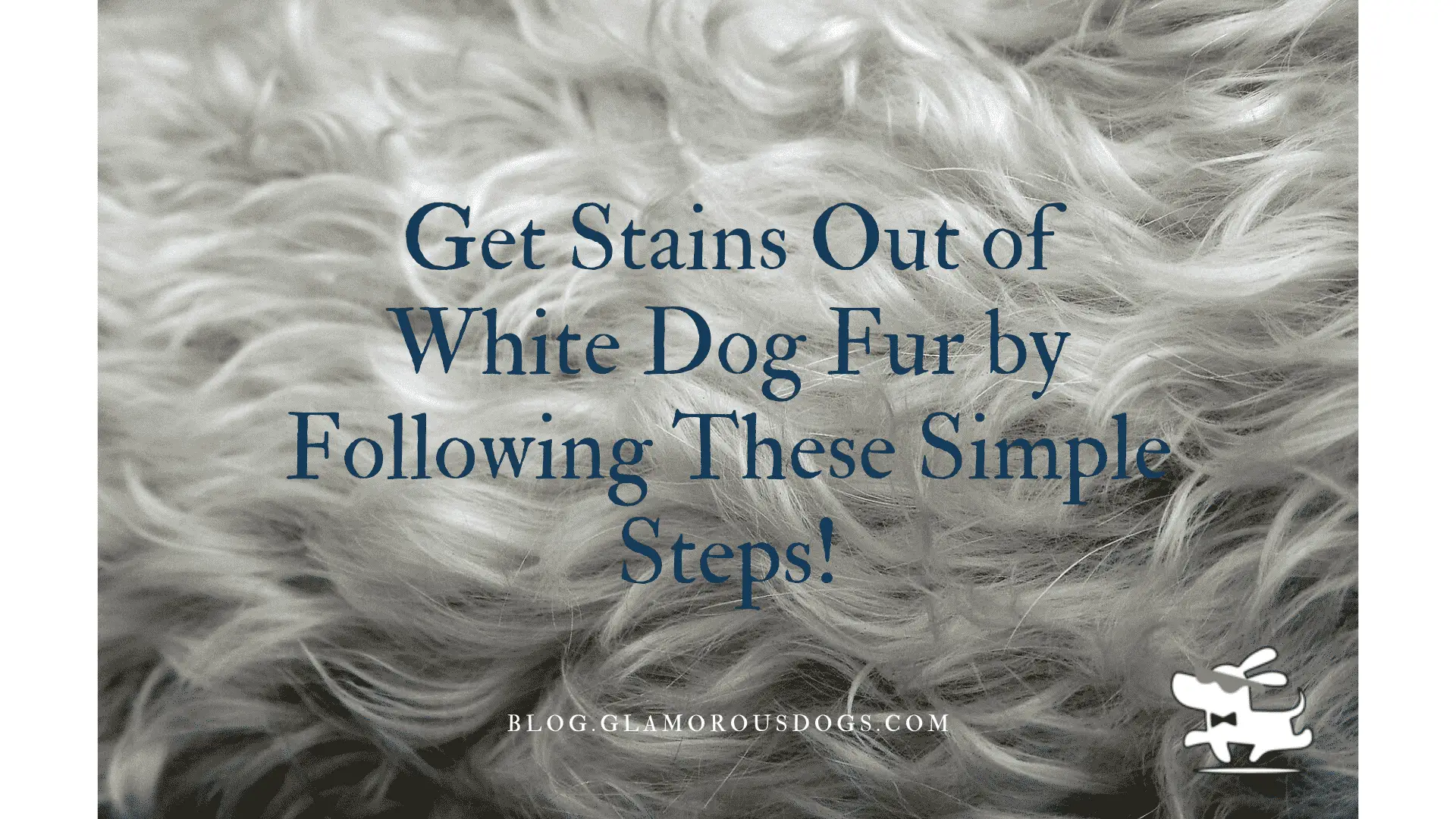 Get Stains Out of White Dog Fur by Following These Simple Steps!