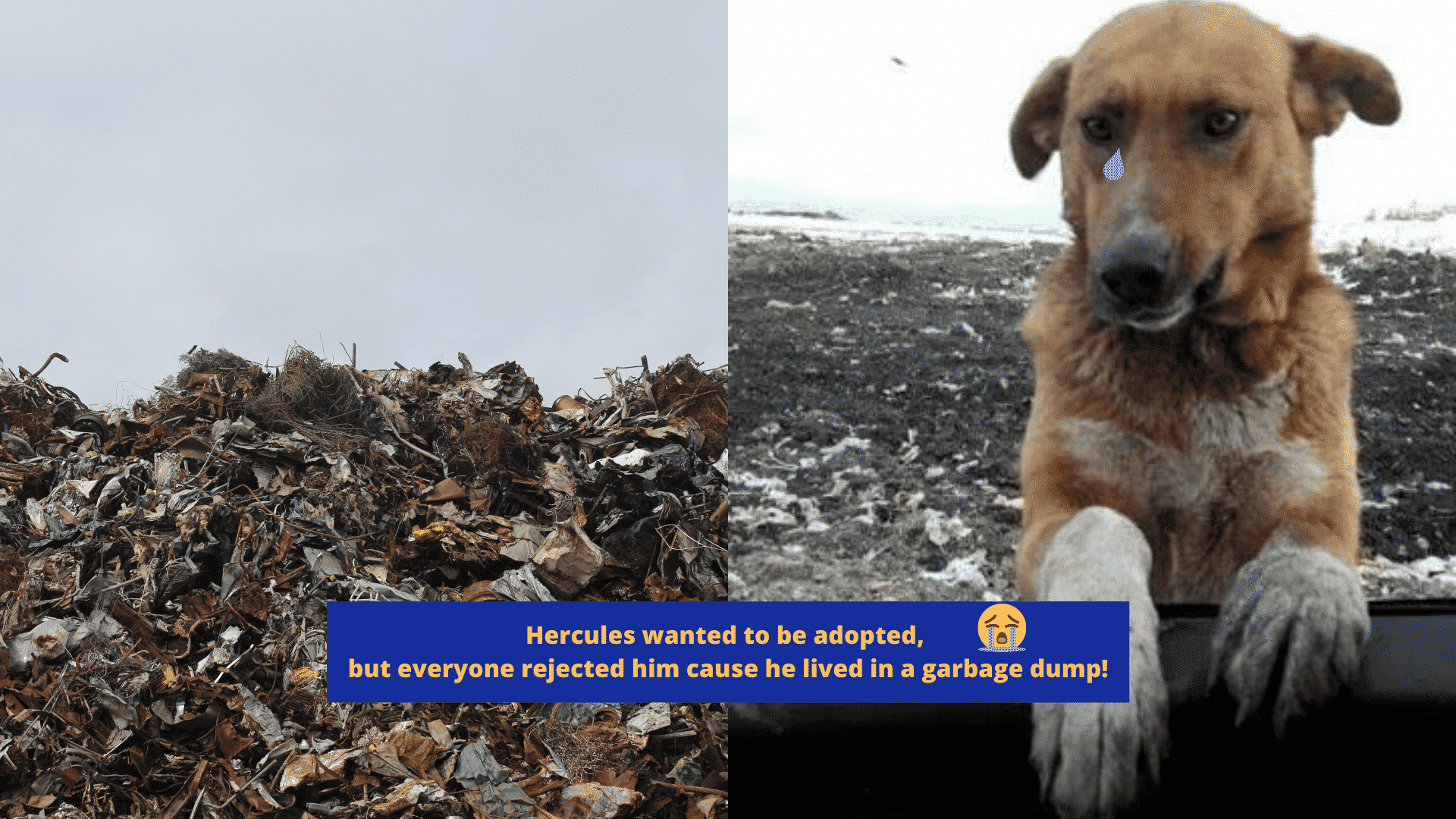 This Dog Lived at a Garbage Dump in Turkey and Begged People to Adopt Him, but Everyone Rejected Him! |