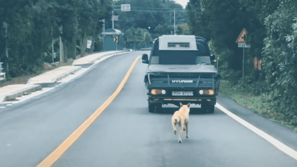 Mother Dog Runs and Chases After A Car For A Really Strong Reason |