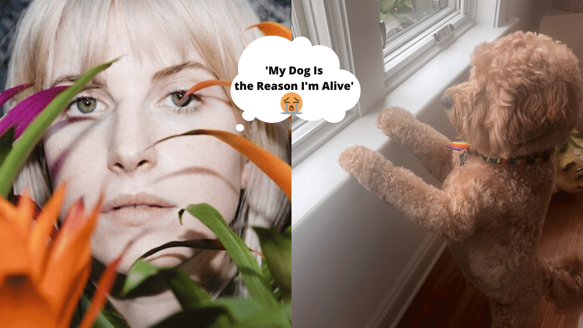 'My Dog Is the Reason I'm Alive' says Hayley Williams, the Grammy-Winning Artist & Paramore's Lead Vocalist! |