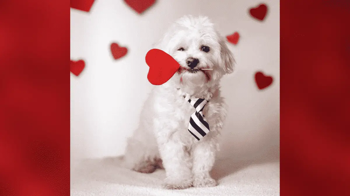 A Shocking Number of Americans Would Rather Spend Valentine's Day With Their Pets |