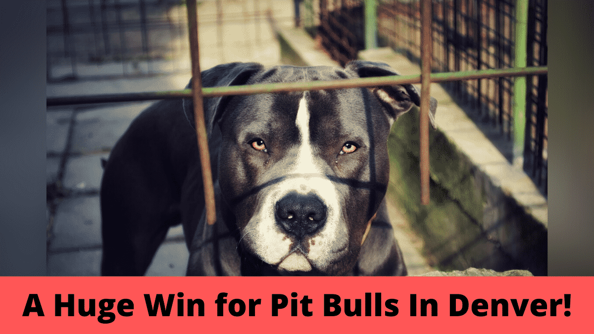 Victory for Pit Bulls - Denver City Has Just Made History By Taking Down Their 30-Year-Ban on Pit Bulls |