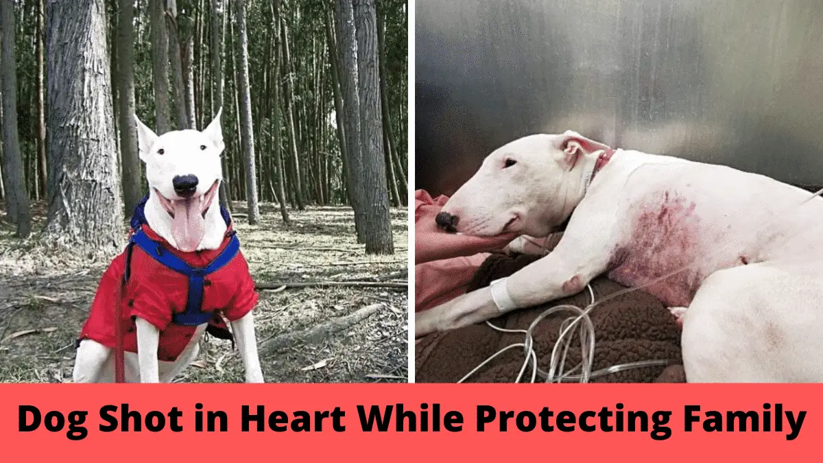 Brave Bull Terrier Puts Life on Line To Protect Family From Armed Robbers and Gets Shot In Heart for It |