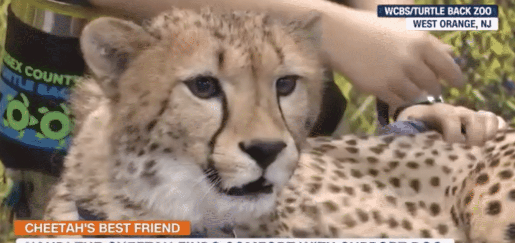 A Cheetah From a Zoo in New Jersey Has a Golden Retriever Pet! |
