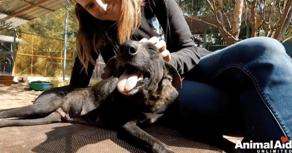 A Dog Lost Her Fur Because Of a Skin Disease Now Look At Her. She is Gorgeous! |