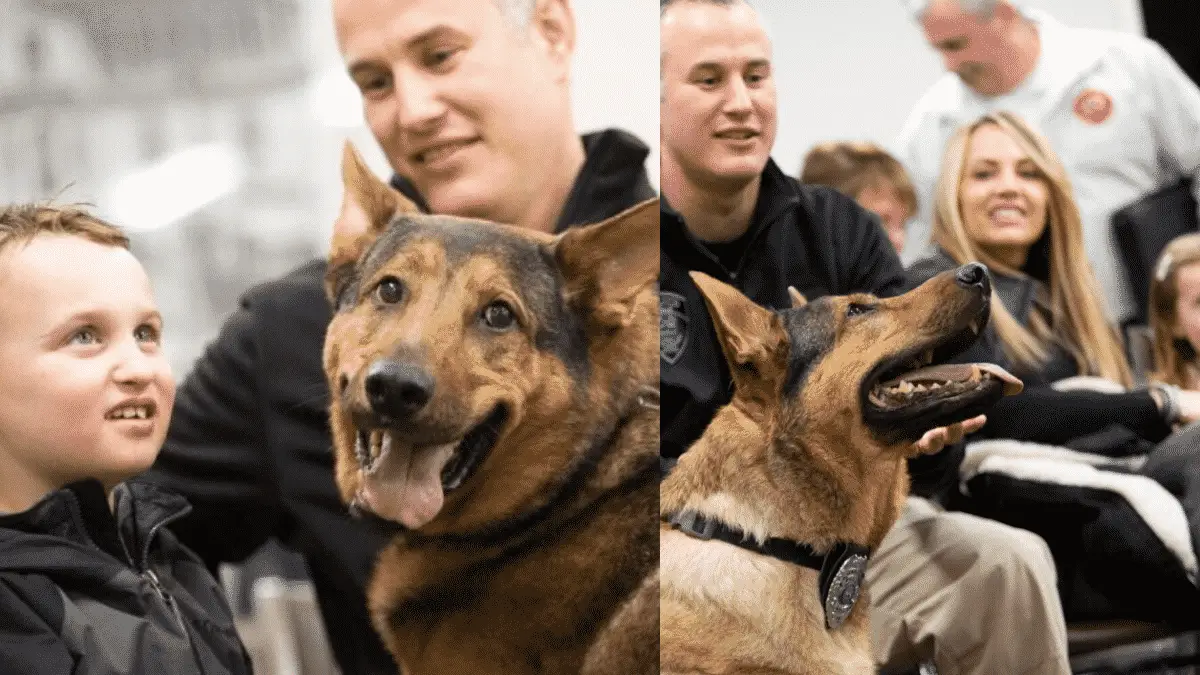 German Shepherd Police Dog Honored In The Most Special and Bittersweet Retirement Ceremony Ever! |